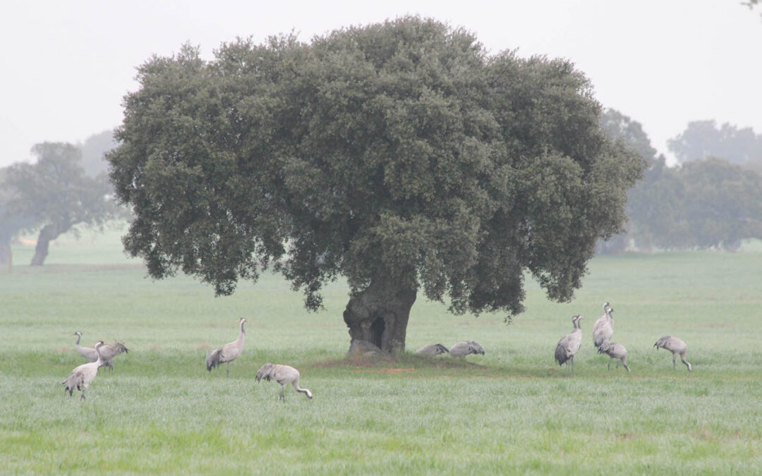 Hinojosa GRULLAS DEHESA